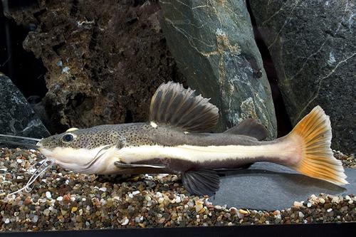 picture of Redtail Catfish Tank Raised B Grade Reg                                                              Phractocephalus hemiliopterus