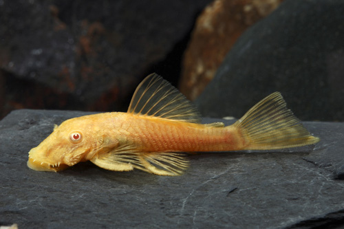 picture of Albino Bristlenose Pleco L144a Sml                                                                   Ancistrus sp. 'l144a Albino'