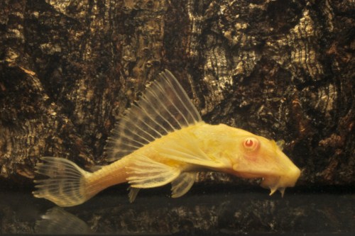 picture of Albino Gibbiceps Pleco L165 Med                                                                      Pterygoplichthys gibbiceps 'l165 Albino'