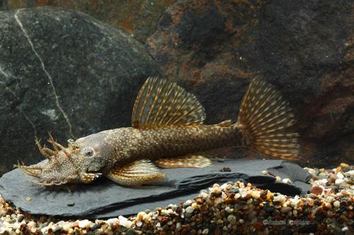 picture of Bristlenose Pleco L144a Florida M/L                                                                  Ancistrus sp. 'l144a'