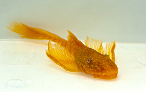 picture of Albino Longfin Bristlenose Pleco L144a Sml                                                           Ancistrus temmincki