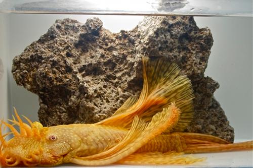 picture of Albino Longfin Bristlenose Pleco L144a M/S                                                           Ancistrus temmincki