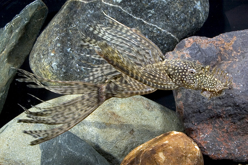 picture of Longfin Bristlenose Pleco L144a Lrg                                                                  Ancistrus temmincki