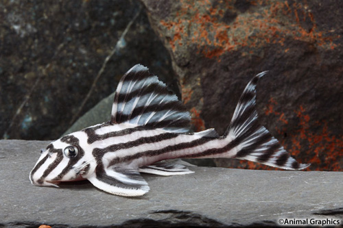 picture of Zebra Pleco L46 Tank Raised Reg                                                                      Hypancistrus zebra 'l046'