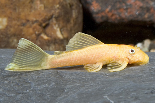 picture of Blue Eye Lemon Bristlenose Pleco L144a Sml                                                           Ancistrus sp. 'l144a Blue Eye Lemon'