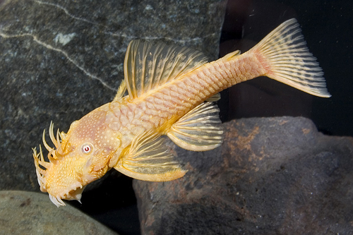 picture of Albino Bristlenose Pleco Florida M/L                                                                 Ancistrus temminckii 'Albino'