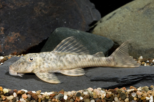 picture of Mottled Acanistrinae Pleco L127 Med                                                                  Ancistrinae sp. l127