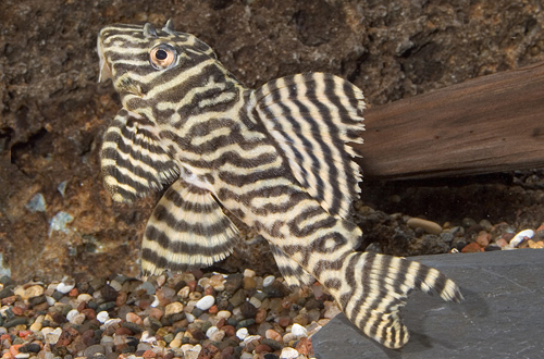 picture of King Tiger Pleco L066 Tank Raised Sml                                                                Hypancistrus sp. 'l066'