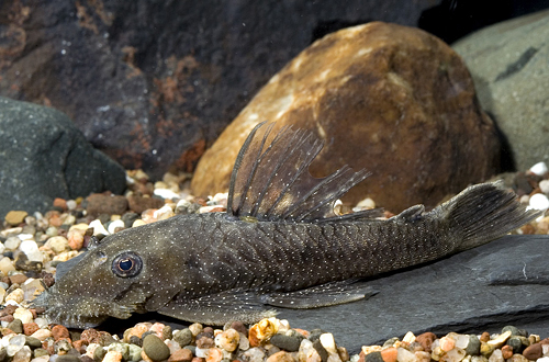 picture of White Seam Bristlenose Pleco L183 T.R. Reg                                                           Ancistrus dolichopterus 'l183'