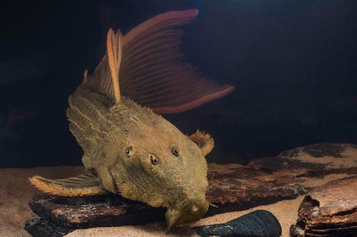 picture of Redfin Cactus Pleco L024 Med                                                                         Pseudoacanthicus serratus 'l024'