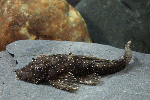 picture of Starlight Bristlenose Pleco L182 T.R. Med                                                            Ancistrus sp. 'l182'