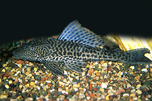 picture of Plecostomus Reg                                                                                      Liposarcus anisitsi