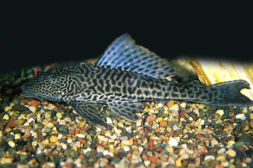 picture of Plecostomus Xlg                                                                                      Liposarcus anisitsi