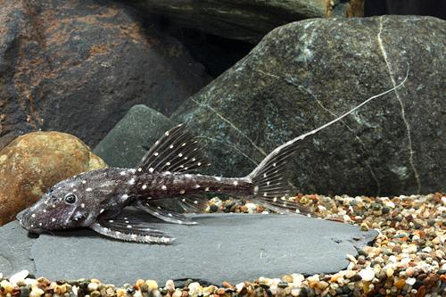 picture of Adonis Plecostomus L155 Tank Raised Lrg                                                              Acanthicus adonis 'l155'