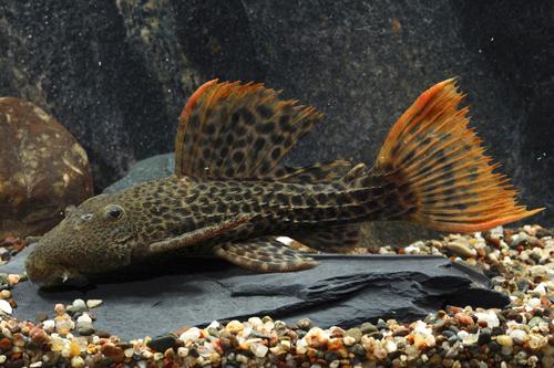 picture of Redtail Leopard Pleco LDA007 Tank Raised Reg                                                         Pseudacanthicus sp. 'lda07'