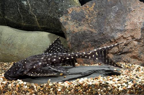 picture of Acanthicus Adonis Pleco L155 Reg                                                                     Acanthicus adonis 'l155'