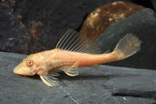 picture of Albino Chocolate Pleco Sml                                                                           Hypostomus plecostomus 'Albino'