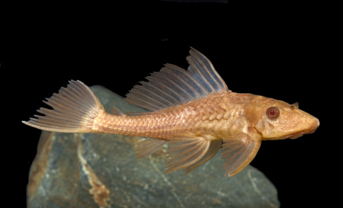 picture of Albino Chocolate Pleco Lrg                                                                           Hypostomus plecostomus 'Albino'