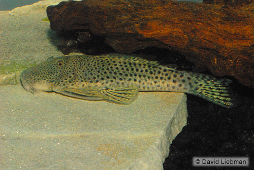 picture of Albinus Rubber Pleco L146a Reg                                                                       Chaetostoma thomsoni  'l146a'