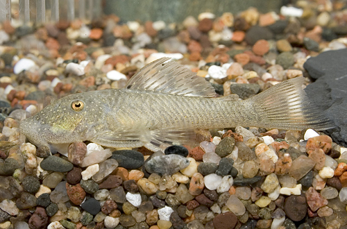 picture of Albinus Rubber Pleco L146a M/L                                                                       Chaetostoma thomsoni  'l146a'