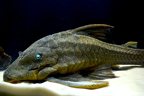 picture of Blue Eye Pleco Xlg                                                                                   Panaque cochliodon