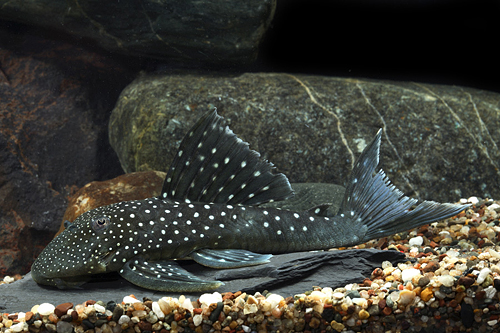 picture of Blue Phantom Pleco L128 Med                                                                          Hemiancistrus sp. 'l128'