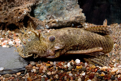 picture of Bristlenose Pleco L144a Sml                                                                          Ancistrus sp. 'l144a'