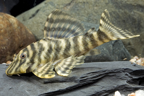 picture of Brown Zebra Pleco L271 Sml                                                                           Panaquolus sp. 'l271'