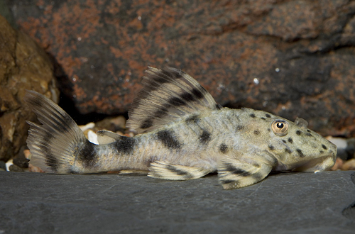 picture of Bumblebee Pleco L015 Med                                                                             Peckoltia vittata 'l015'