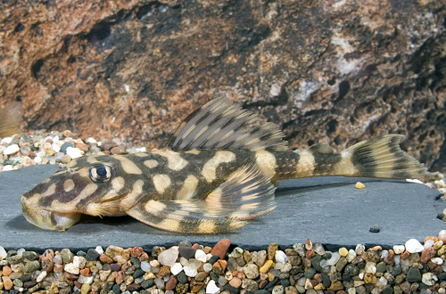 picture of Butterfly Pleco L52 M/L                                                                              Lithoxus sp. 'l052'