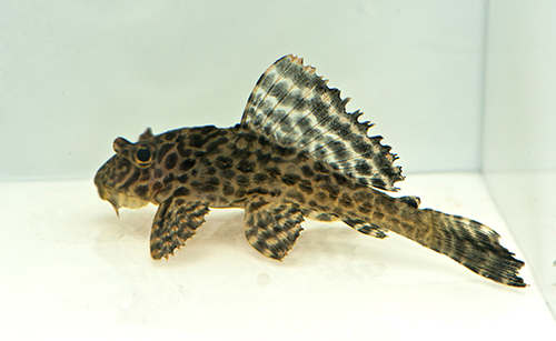 picture of Colombian Spotted Pleco L165 Med                                                                     Pterygoplichthys gibbiceps 'l165'