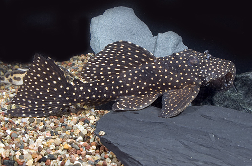 picture of Dracula Pleco L007 M/L                                                                               Leporacanthicus galaxias 'l007'