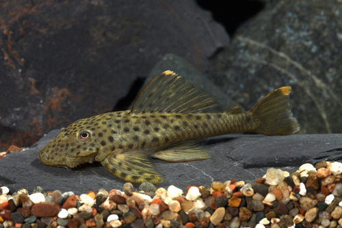 picture of Dumus Pleco L244 Med                                                                                 Pseudolithoxus dumus 'l244'