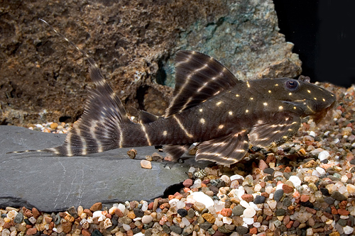 picture of Emperor Pleco L204 Med                                                                               Panaqolus albivermis 'l204'