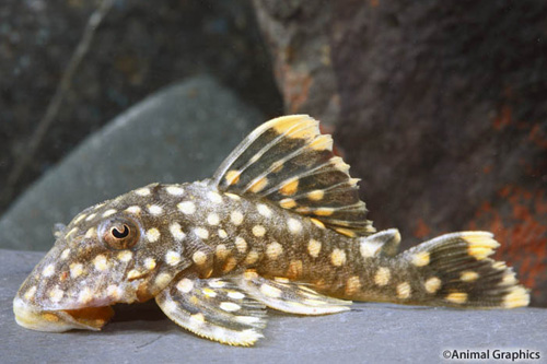 picture of Gold Nugget Pleco L177 Iriri Reg                                                                     Baryancistrus xanthellus 'l177'