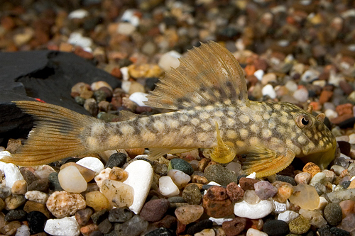 picture of Golden Pleco L014 Sml                                                                                Scobiancistrus aureatus 'l014'