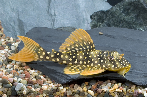 picture of Golden Pleco L014 Med                                                                                Scobiancistrus aureatus 'l014'