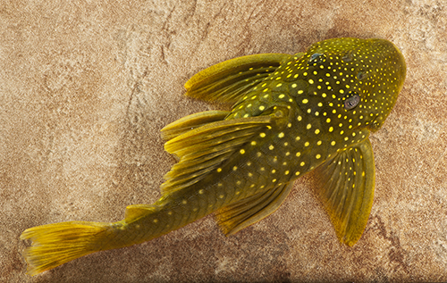 picture of Green Phantom Pleco L200 Reg                                                                         Hemiancistrus subviridis 'l200'