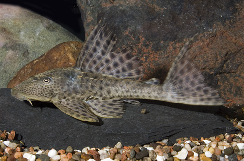 picture of Hypostomus Pleco L109 Reg                                                                            Hypostomus plecostomus 'l109'