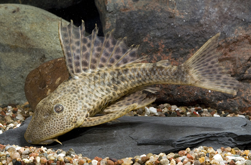 picture of Hypostomus Pleco L109 Xlg                                                                            Hypostomus plecostomus 'l109'