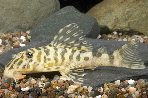 picture of Leopard Frog Pleco L134 Med                                                                          Peckoltia vittata 'l134'