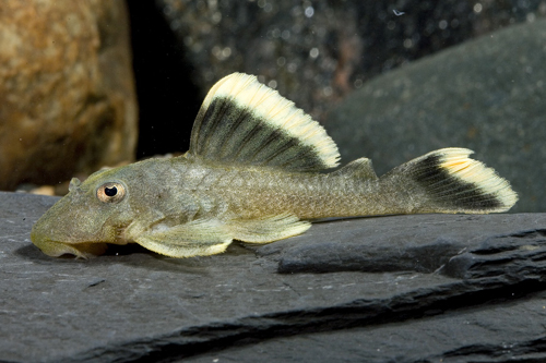 picture of King Pleco L047 M/L                                                                                  Baryancistrus chrysolomus 'l047'