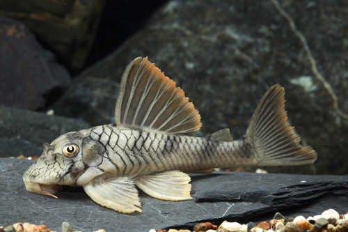 picture of Lemon Fin Pleco L305 Reg                                                                             Peckoltia braueri 'l305'