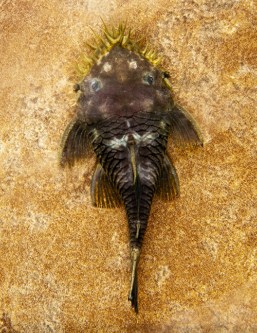 picture of Medusa Pleco L034 M/L                                                                                Ancistrus ranunculus 'l034'