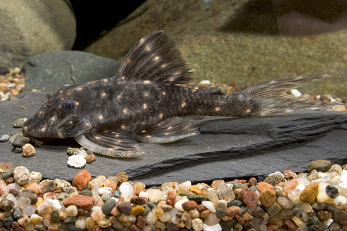 picture of Mustard Spot Pleco LDA31 Med                                                                         Panaque albomaculatus 'lda31'