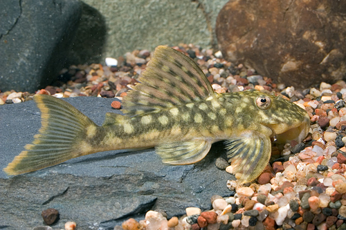 picture of Orange Seam Pleco L106 Reg                                                                           Hemiancistrus guahiborum 'l106'