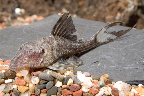 picture of Papa Lyretail Pleco L090 Med                                                                         Panaque sp. 'l090'