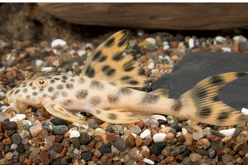 picture of Para Pleco L075 Reg                                                                                  Hemiancistrus sabaji 'l075'