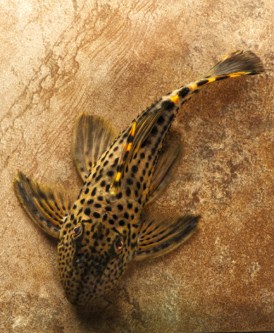 picture of Redfin Blackspot Pleco L091 Med                                                                      Leporacanthicus triactis 'l091'