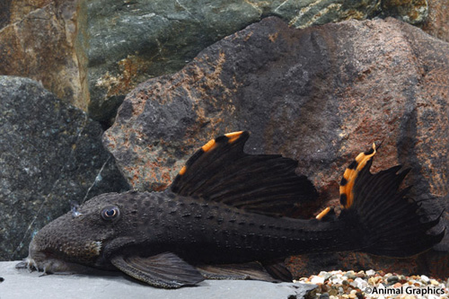 picture of Redfin Blackspot Pleco L091 Lrg                                                                      Leporacanthicus triactis 'l091'